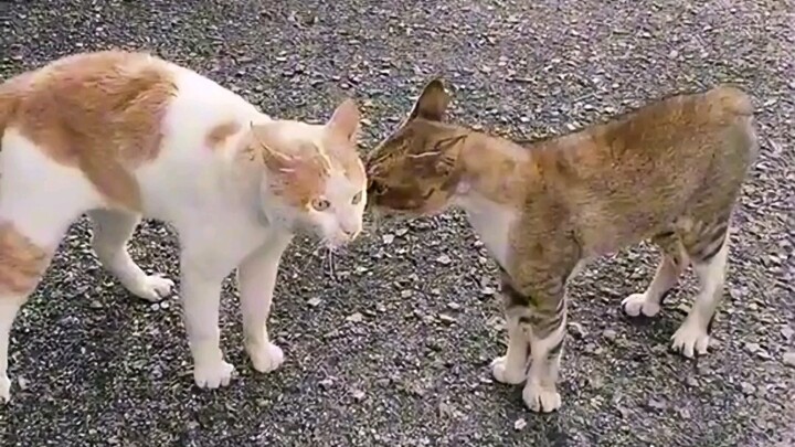 短短几秒，有只喵已经身败名裂。