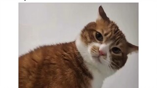 Pulang ege💀 #kucing #lucu #fyp