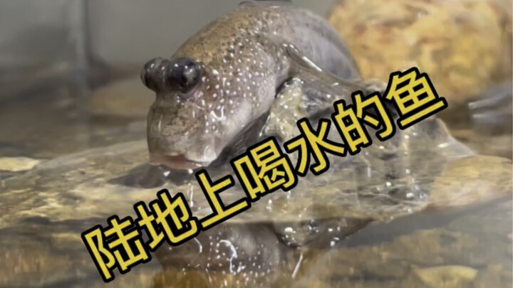 A fish drinking water while standing on the ground—what a bizarre pillar!
