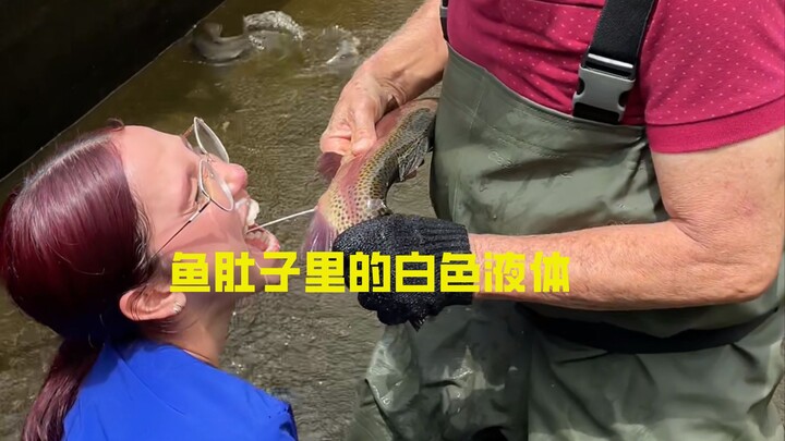 What exactly is the white liquid inside a fish’s belly?