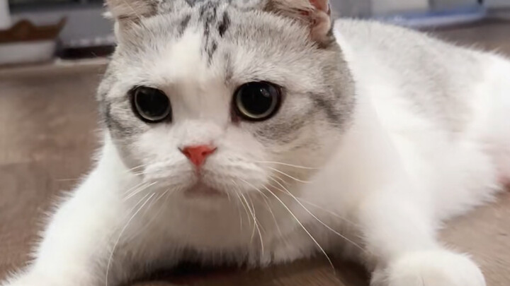 Ada lalat sebesar lebih dari jempol masuk ke rumah!