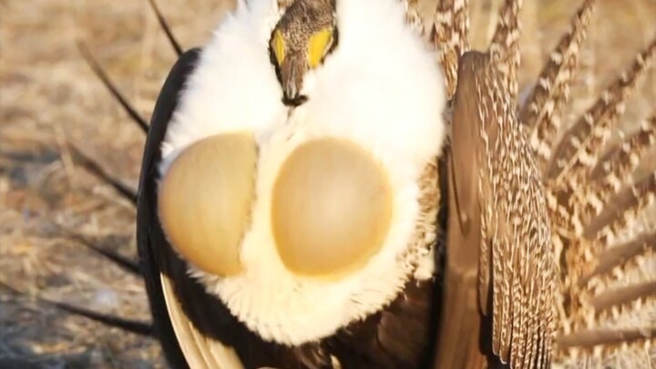 "You're telling me this is a chicken??"