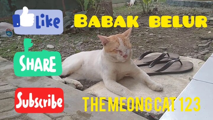 Story Cats : Lama tak muncul, Boy pulang babak belur😱 #kucinganggora