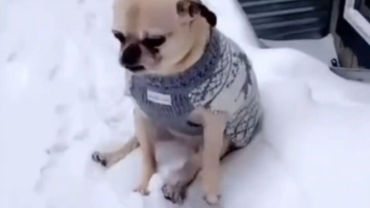 Mengutip kembali nyawa seekor anjing secara mendesak