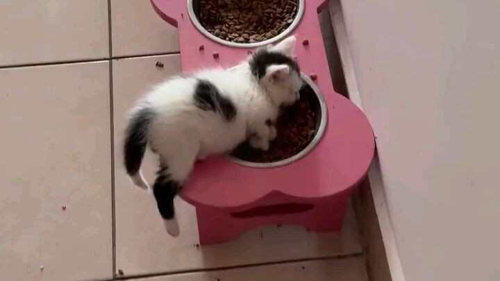 si imut tanpa noda