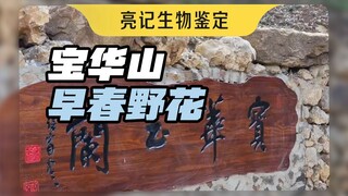 تعالَ إلى جبل باوهوا لمشاهدة زهور الماغنوليا، وستكتشف أيضًا العديد من النباتات الرائعة الأخرى!