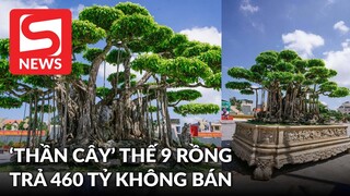 Xôn xao "Thần cây" thế 9 rồng khách Nhật trả 460 tỷ, ông chủ Thanh Hóa không bán