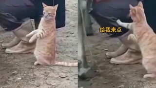 猫咪观摩挤奶被奶味诱惑，伸爪拍打挤奶人：给我尝尝