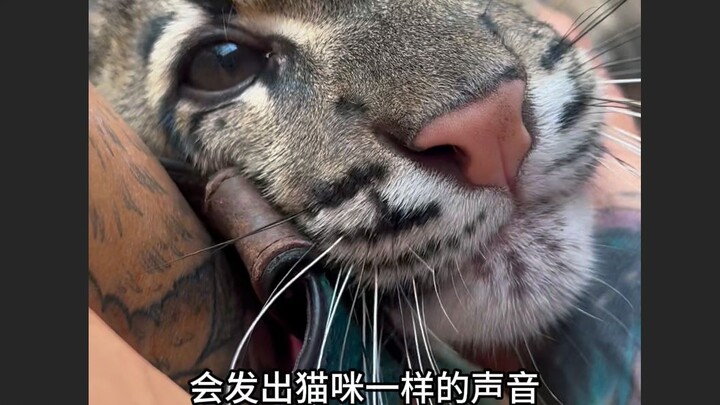Dubbed the “little saber-toothed tiger,” it’d rather be a cuddly, affectionate Hachiko.