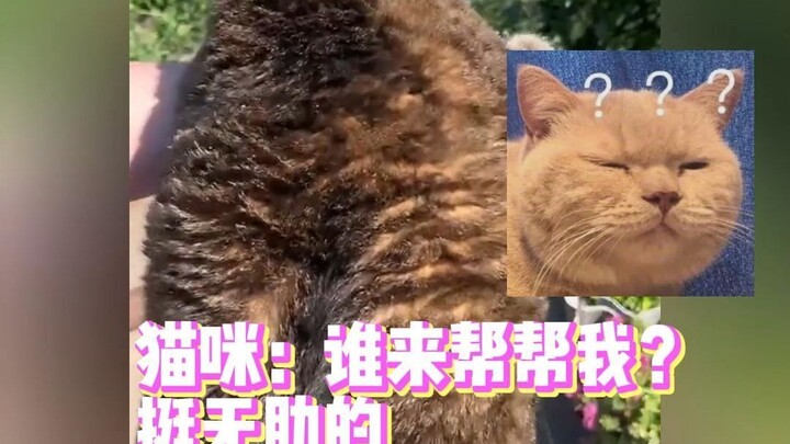 The cat was dressed up by its owner as a honey-collecting bee.