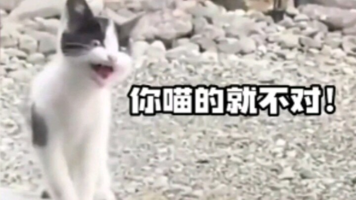 แมว: ลองร้องเหมียวอีกสักครั้งสิ!
