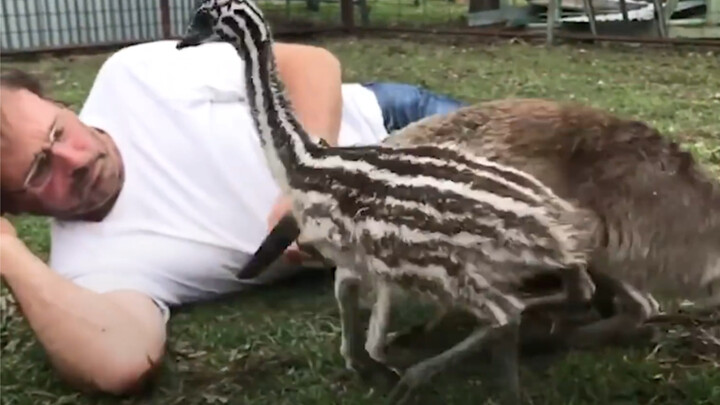 What's it like raising a baby emu?