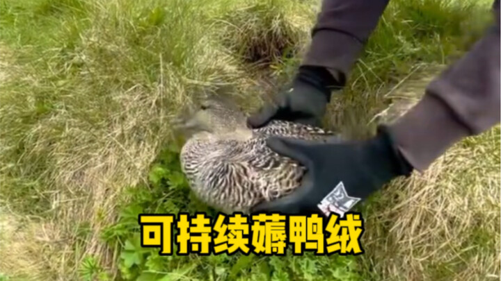 Sustainably plucking duck feathers