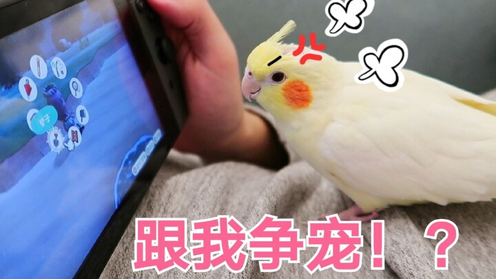 The owner is obsessed with gaming, and the parrot, furious, keeps pecking at the console!