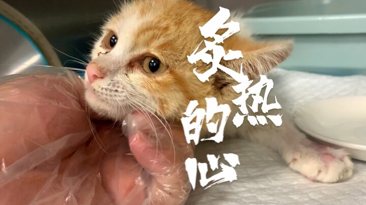 It’s never us pet doctors who save these little ones—it’s you, and the love you give them.