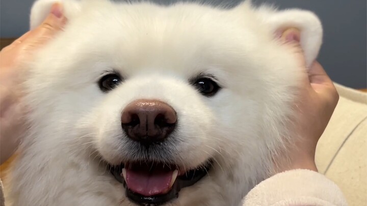 萨摩耶耳朵这个部位，一摸就会发出奇怪的叫声