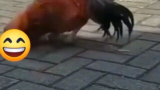 sige bungar pa