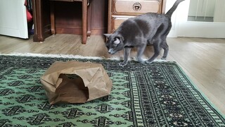 เห็นแมวญี่ปุ่น​ชอบมุดถุงกระดาษ​ ลองเทสแมวไทยสิจะมุดมั้ย?