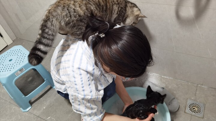 The kitten is taking a bath, and the big cat is running around in a panic