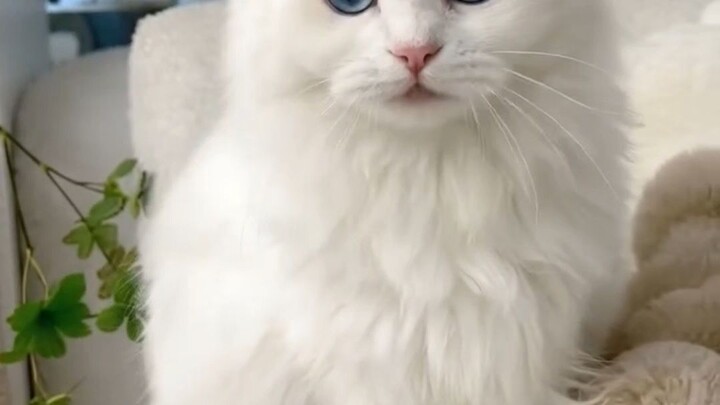 Look at this fluffy cloud! 😻This white princess with ocean-blue eyes is too cute to handle. One loo