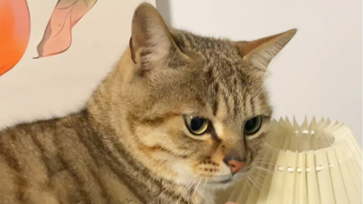แมวน้อยของขวัญแต่งงานมีนิสัยดื้อรั้น