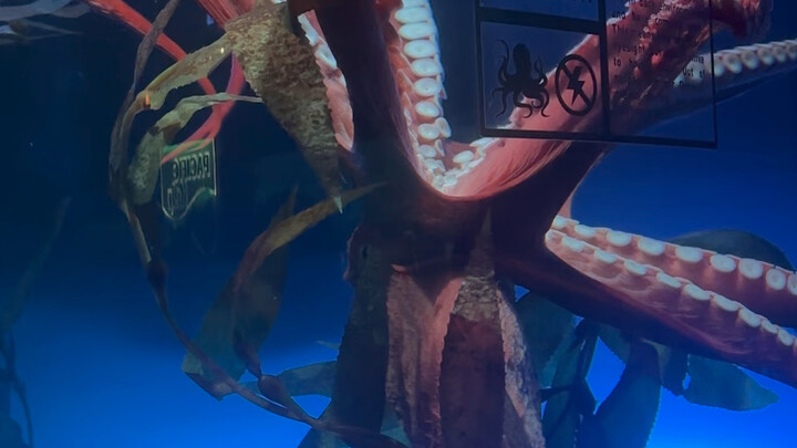 The Giant Octopus at the Toronto Aquarium