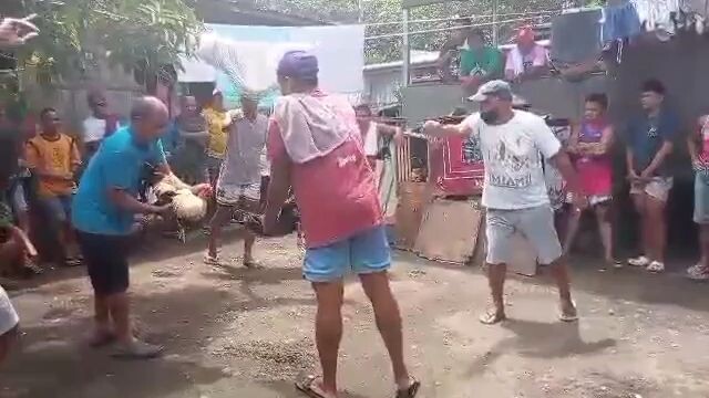 tinola blood line triple c game farm