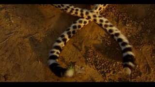 Ritual Berlapis Cheetah