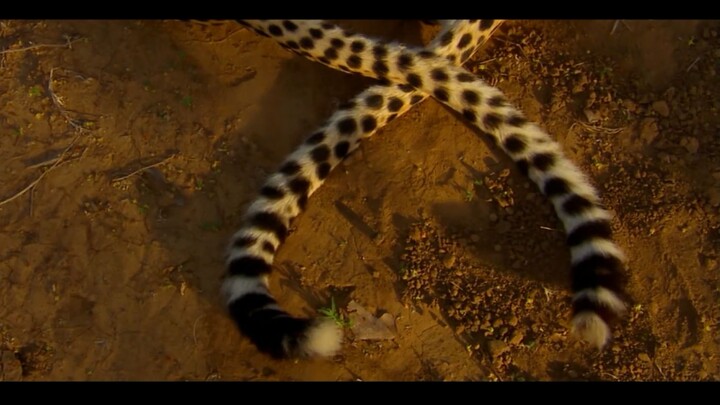 Ritual Berlapis Cheetah