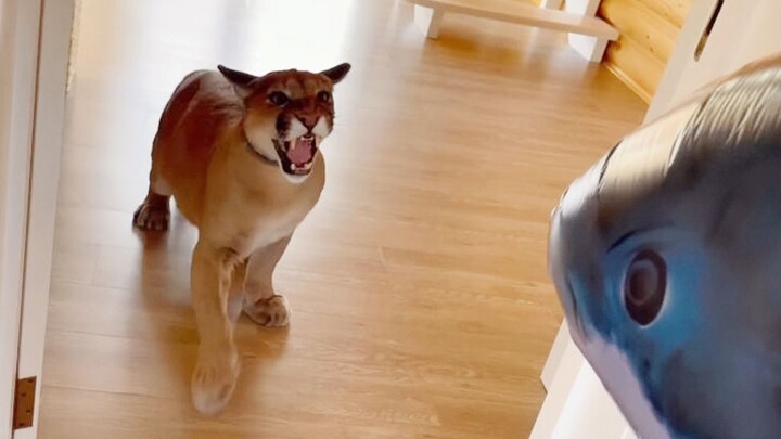 Messi sees an inflatable shark for the first time, and it lets out a roar.