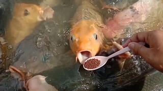 Cara Memberi Makan ikan Biar Cepet Gede