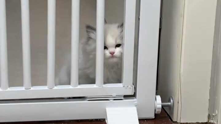 แมวน้อย: เพราะท้องเสียแล้วก็ไม่มีใครรักกันแล้วเหรอ