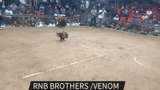 RNB BROTHERS/VENOM 02-08-25 STA. MONICA COLESEUM 1RST FIGHT CHAMPION. ..