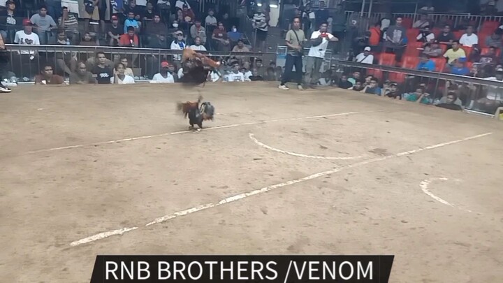 RNB BROTHERS/VENOM 02-08-25 STA. MONICA COLESEUM 1RST FIGHT CHAMPION. ..