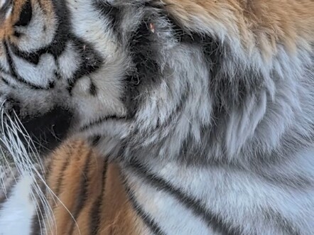 Chatting with the beautiful tiger left me utterly speechless. The wolf is so timid—just look at the 