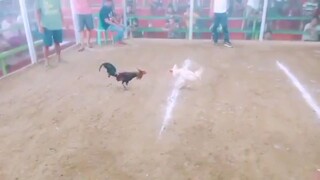 manok yan ni edgar