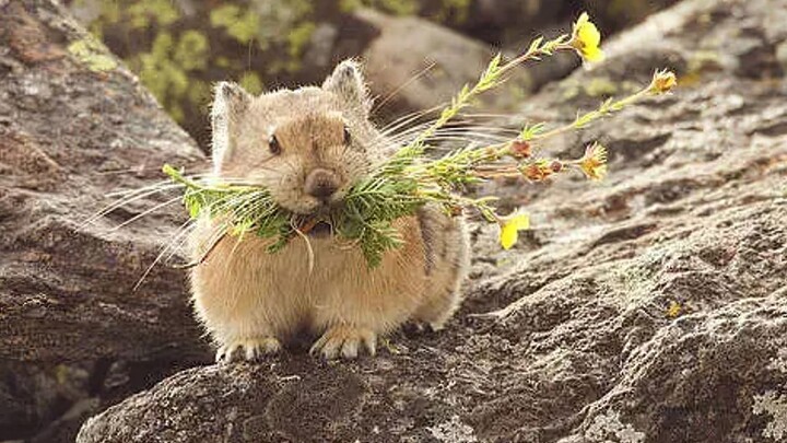น่ารักแต่หิว!