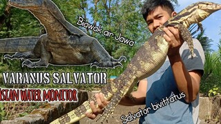 Biawak air Jawa / nyambik ( Varanus salvator )