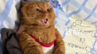 猫猫我啊 是只搞笑猫嘞