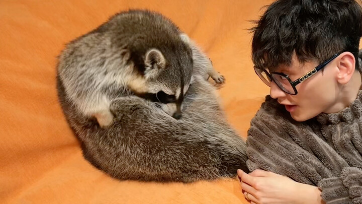 Whose raccoon has such a big butt? #Raccoon #CutePetsAtHome #Funny