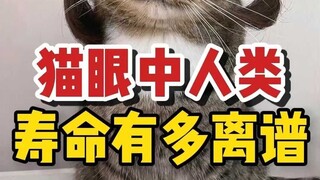 From a cat's perspective, how absurdly long is human lifespan?