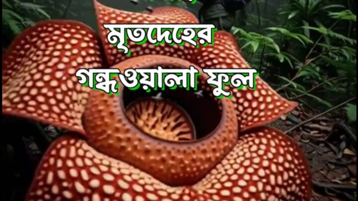 🌺😱 পৃথিবীর সবচেয়ে বড় ফুল! | Rafflesia arnoldii