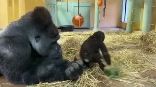 [Animals]Father chimp: gentle with his wife and children