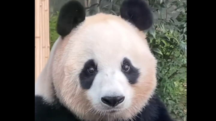 [Aibao] At 2 and 9 years old, the baby became a mom.
