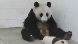 [Panda] Mengasuh Anak Sangatlah Sulit
