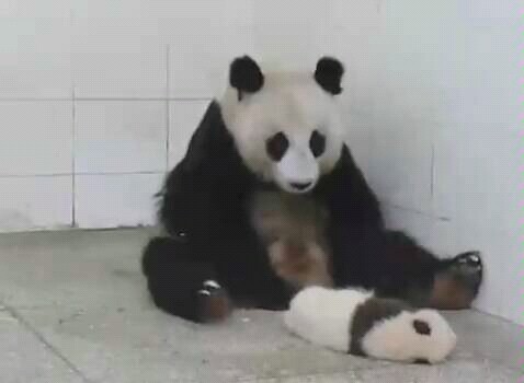 【Panda】Taking Care of Children Is Too Hard