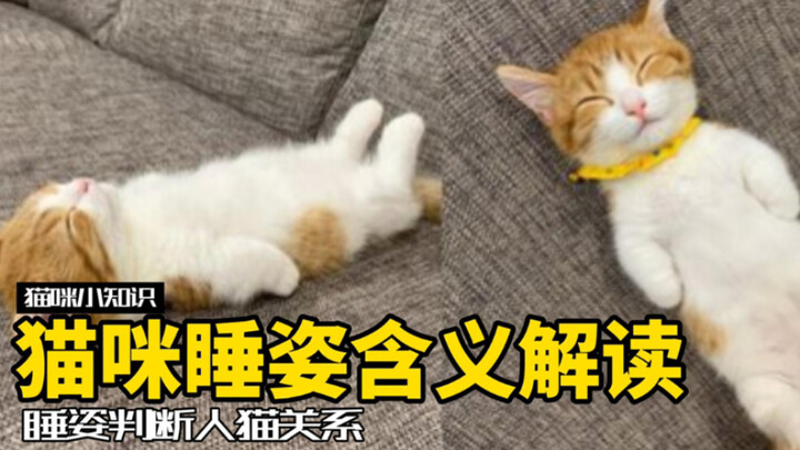 猫咪的不同睡姿，背后还有这些含义