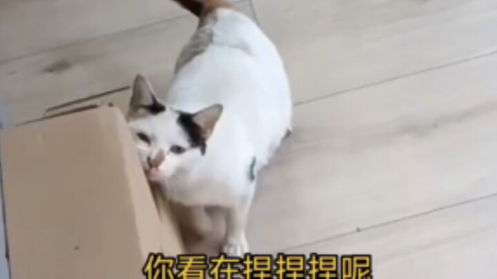 Trải nghiệm bị mèo hoang bám riết là như thế nào?