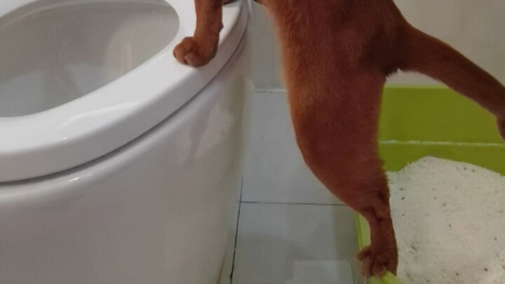 Di antara dua toilet, ia memilih untuk buang air di antara keduanya.