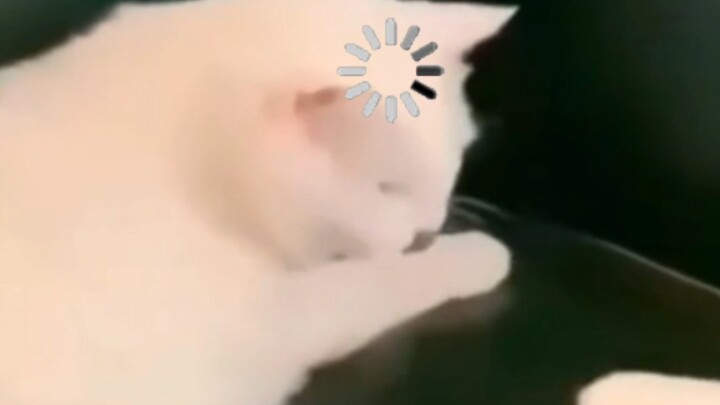 Cat Videos Suitable for Middle-Aged and Elderly Constitutions